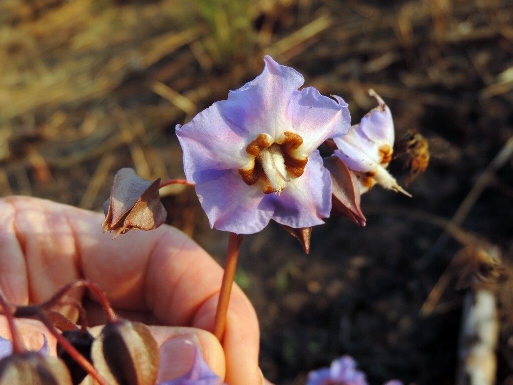Trichodesma ambacense flower