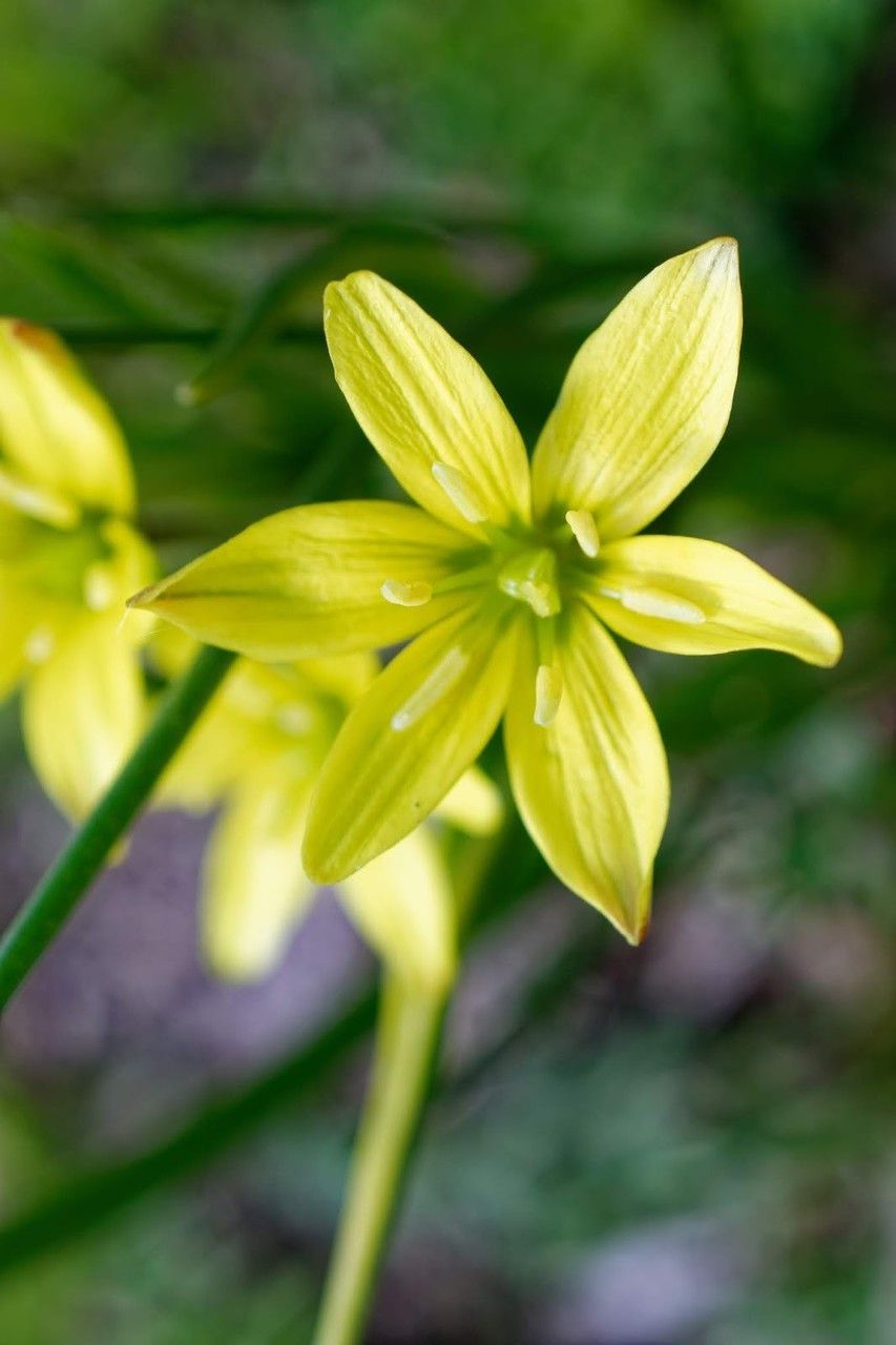 Gagea liotardii flower