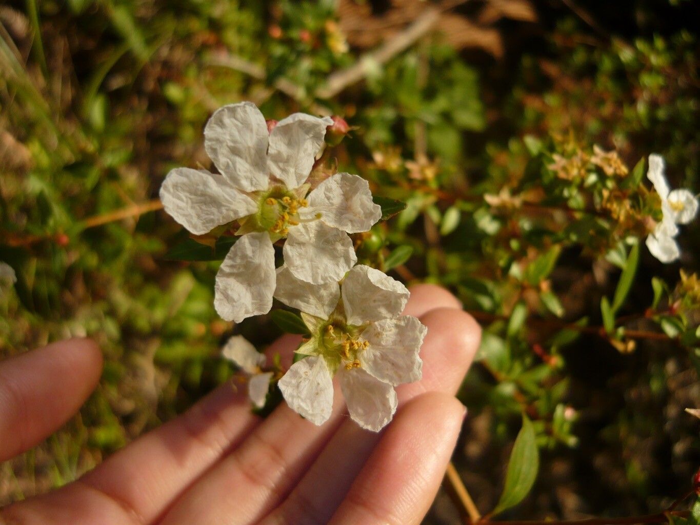 Heimia apetala flower