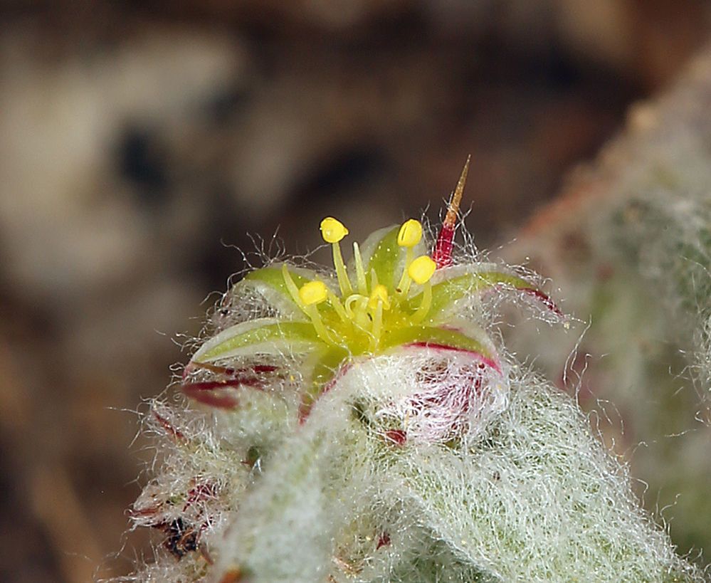 Hollisteria lanata flower