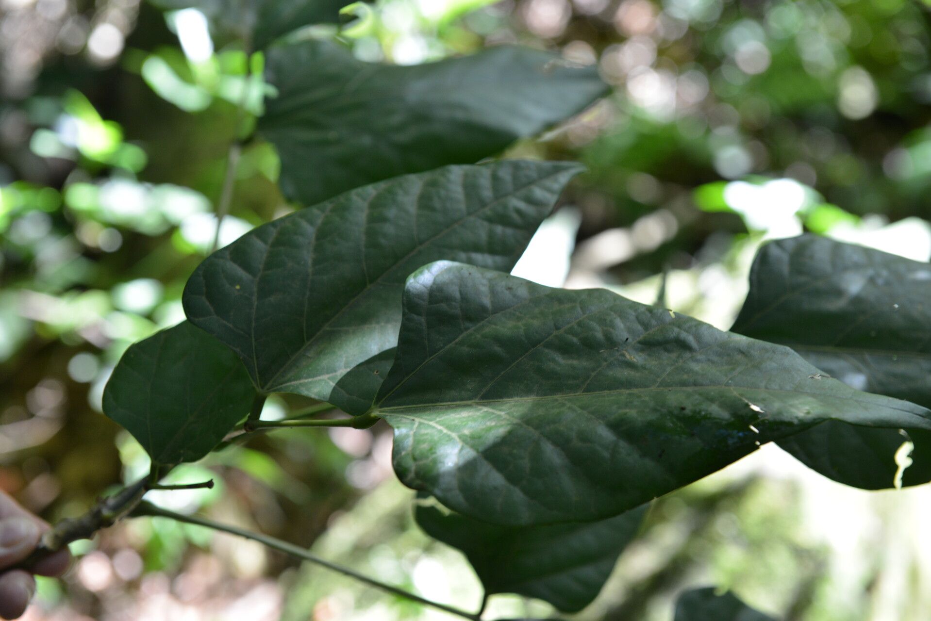 Erythrina lanceolata leaf