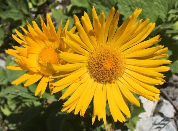 Doronicum grandiflorum flower