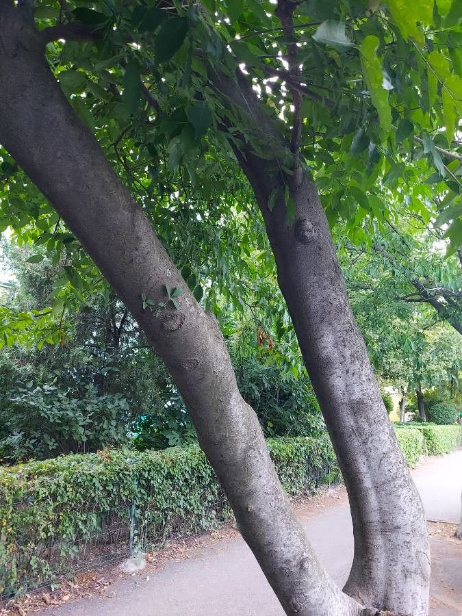 Nuxia floribunda bark