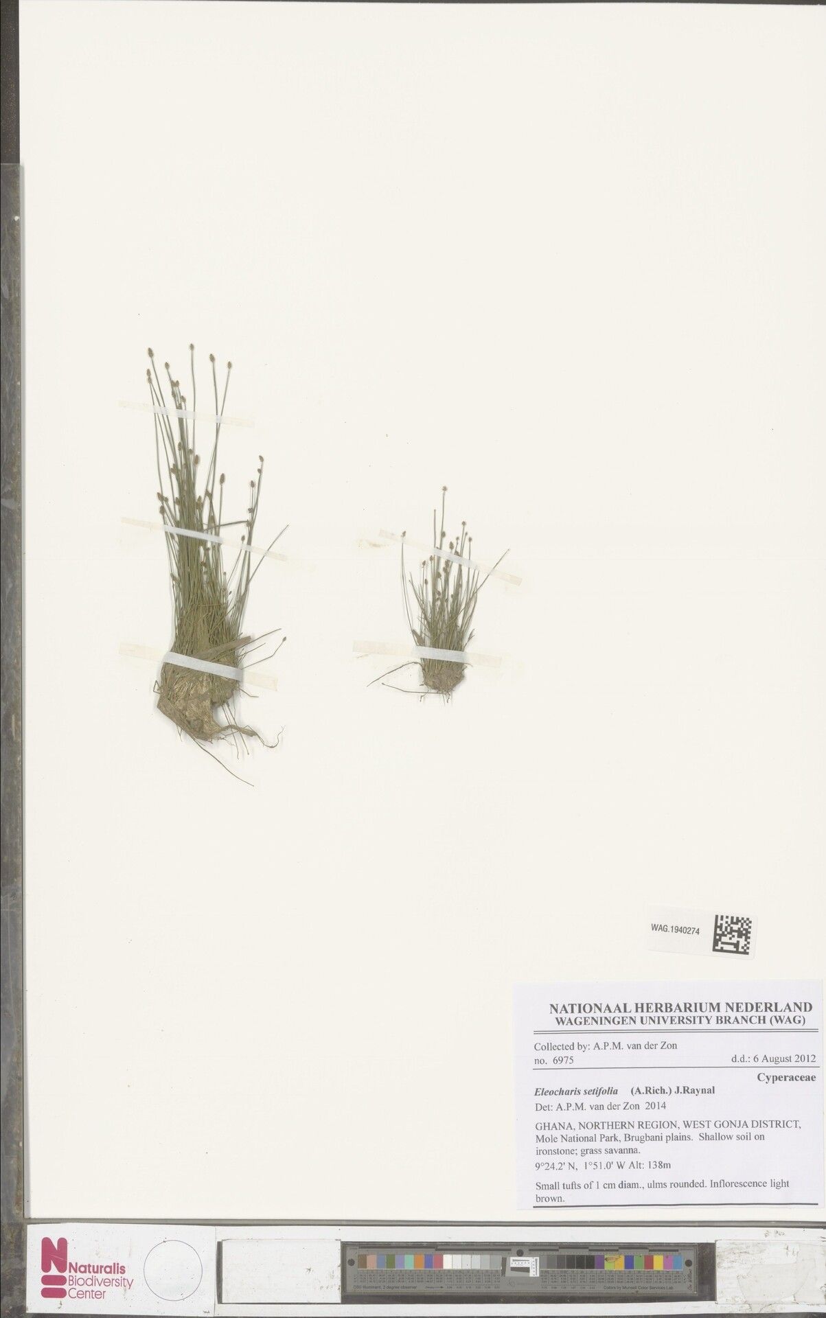 Eleocharis setifolia — search result for 'Eleocharis'