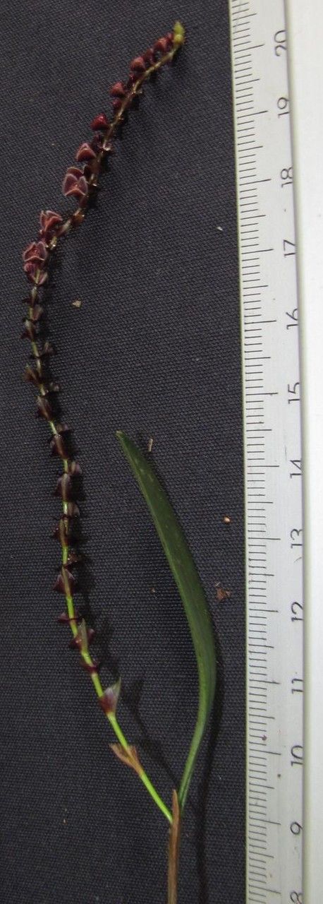 Stelis bracteata — related species from the same genus