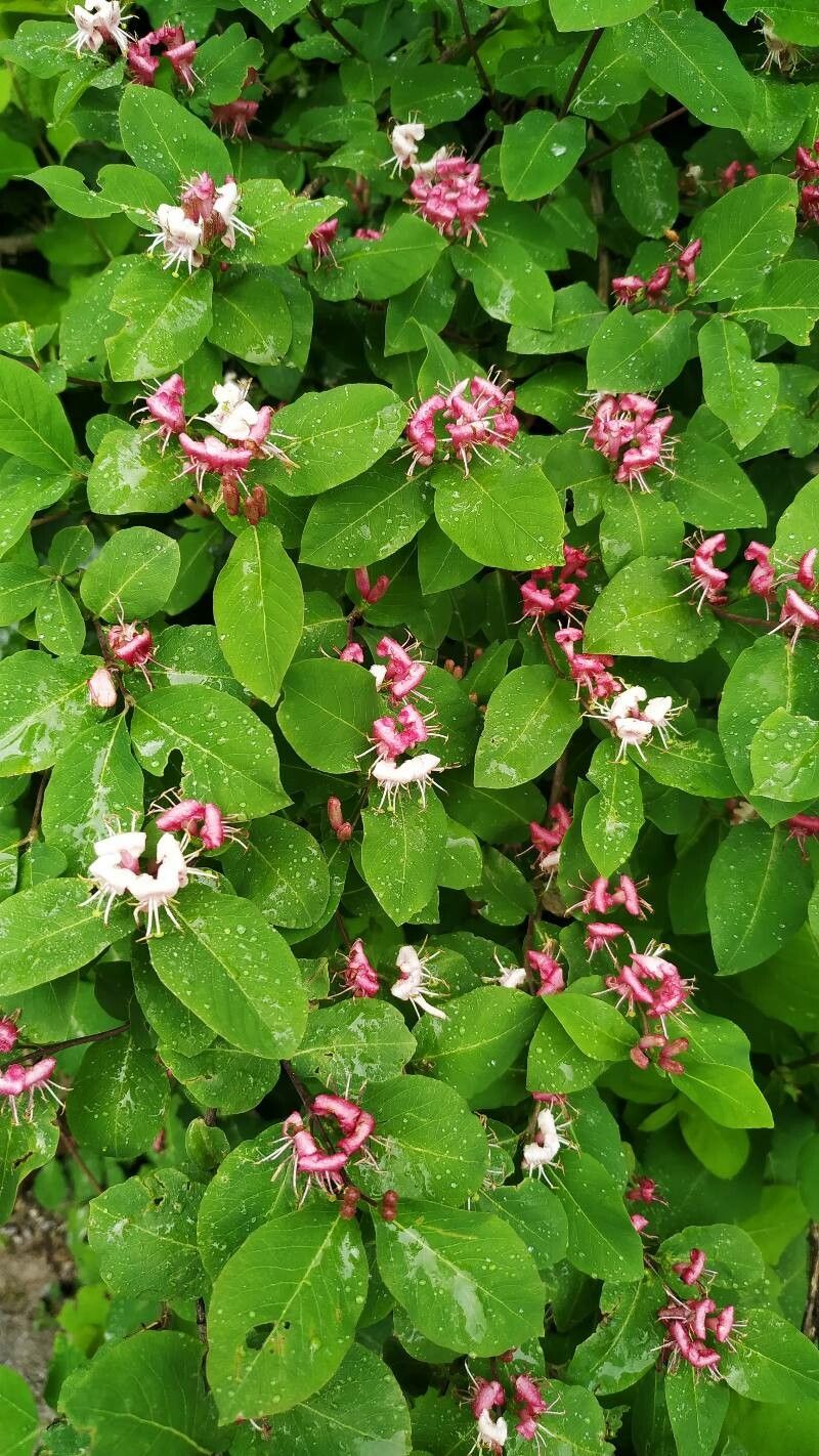 Lonicera caucasica — search result for 'Lonicera'