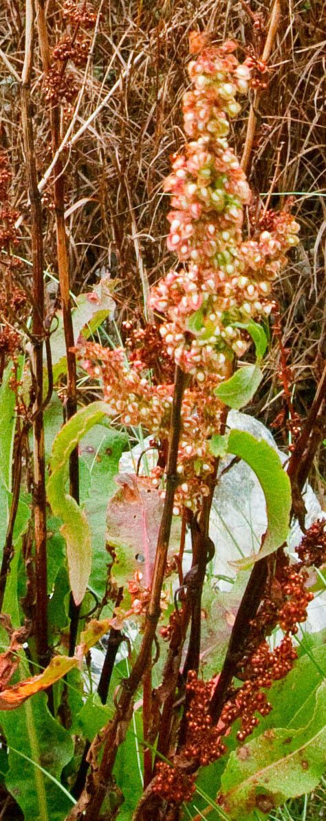 Rumex rupestris fruit