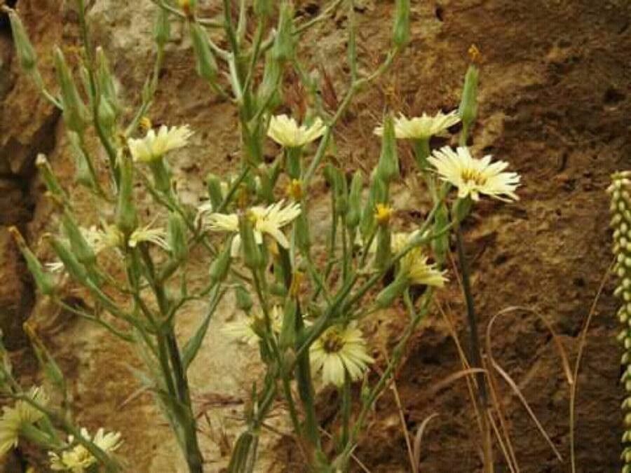 Lactuca tuberosa flower
