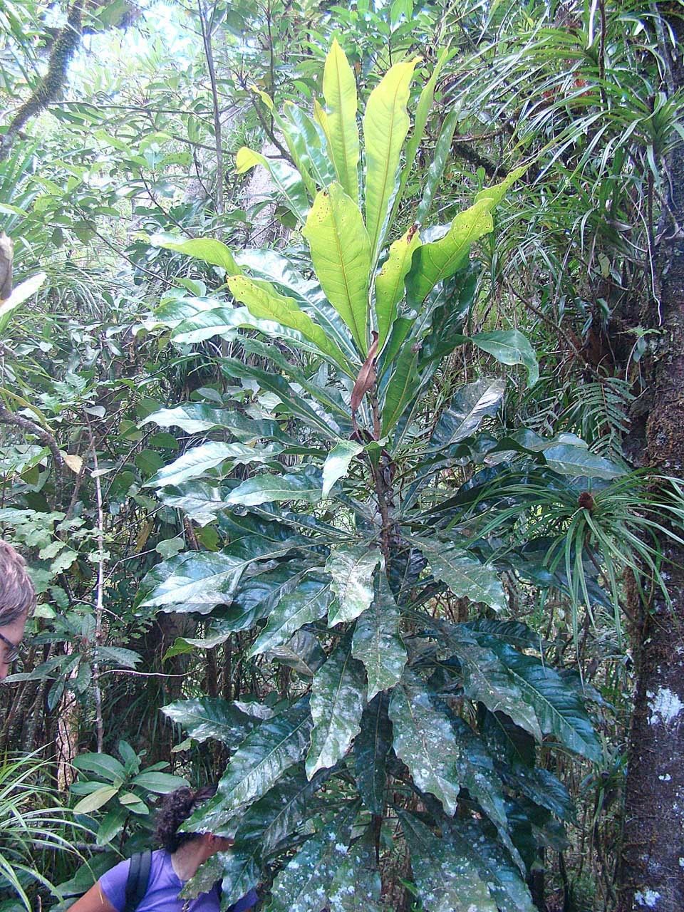 Virotia francii habit