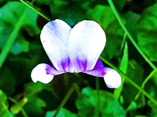 Viola banksii flower