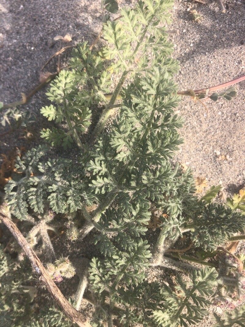 Daucus pumilus — search result for 'Daucus'