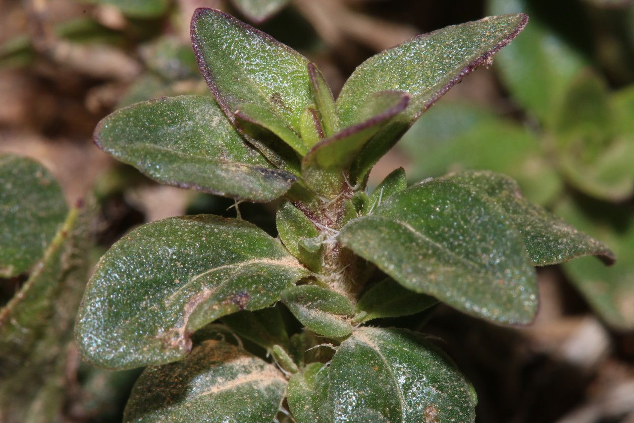 Thymus numidicus — search result for 'Thymus'