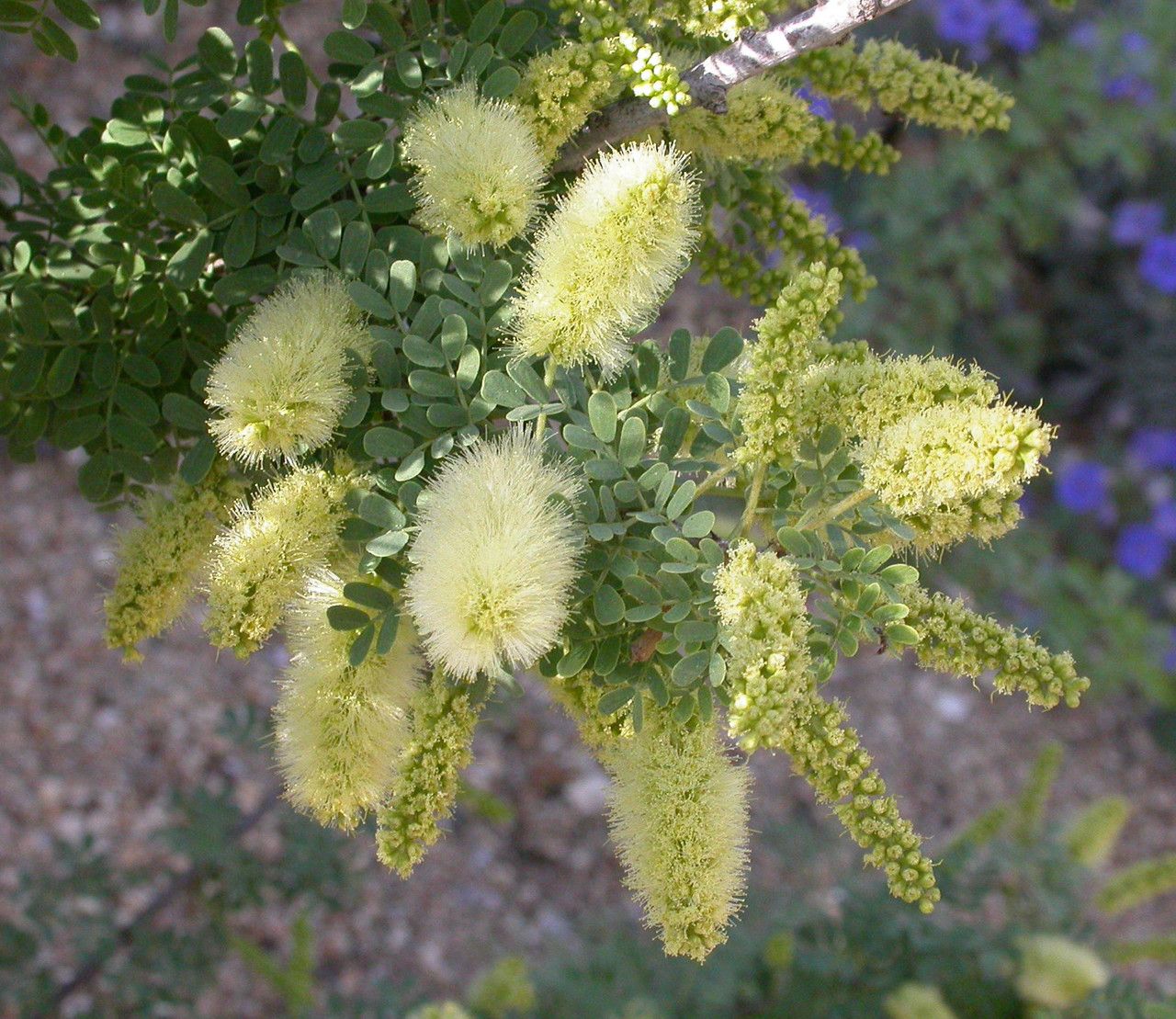 Prosopis pubescens flower