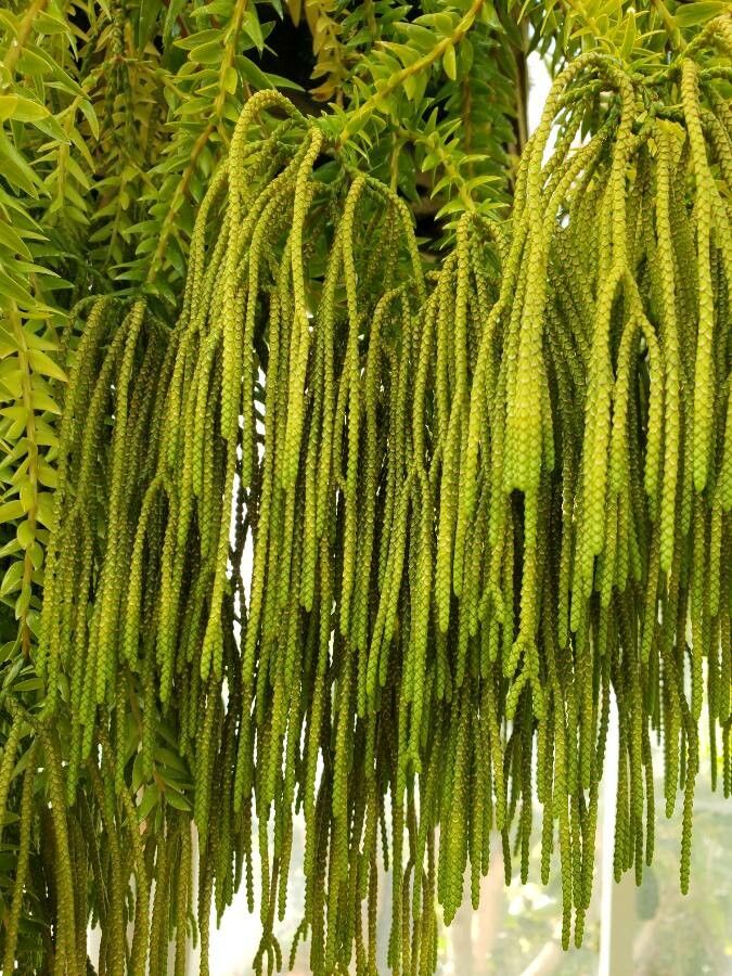 Huperzia feejeensis other