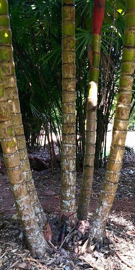 Areca vestiaria habit