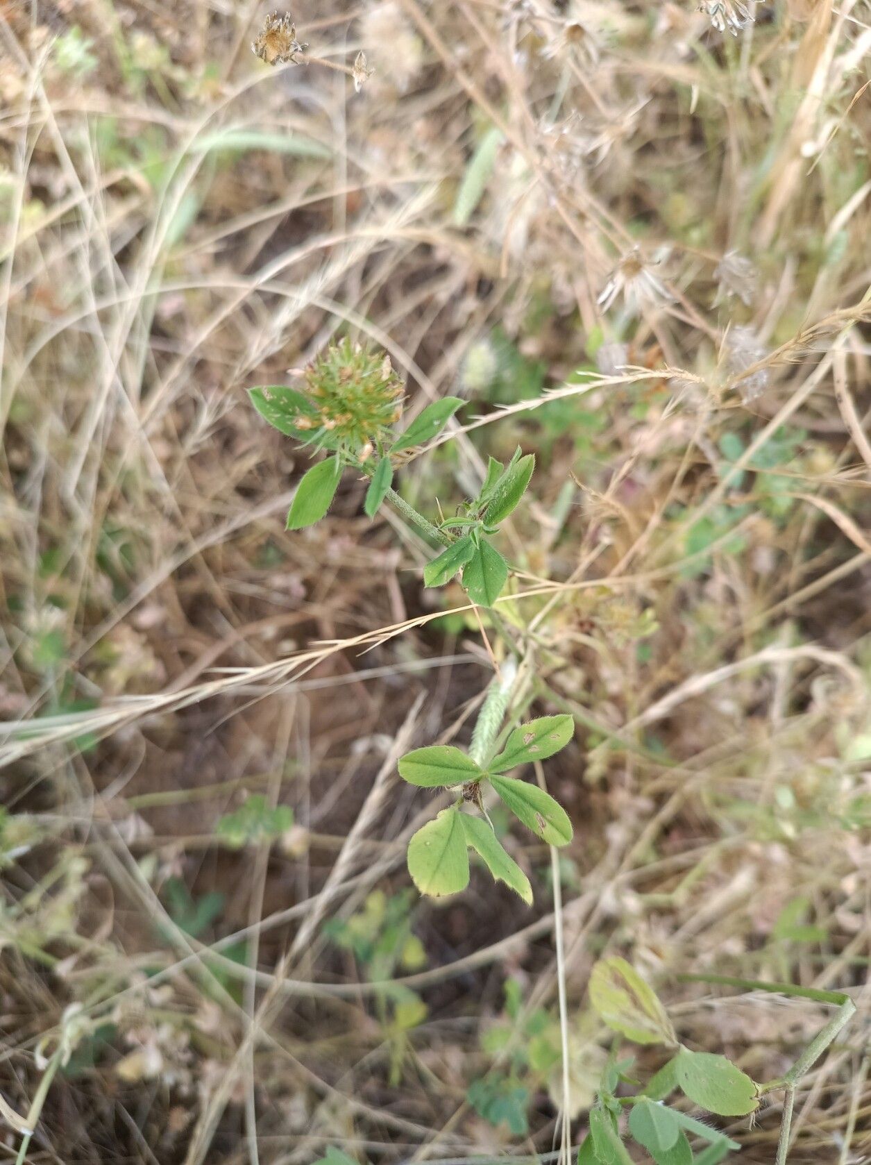 Trifolium echinatum flower