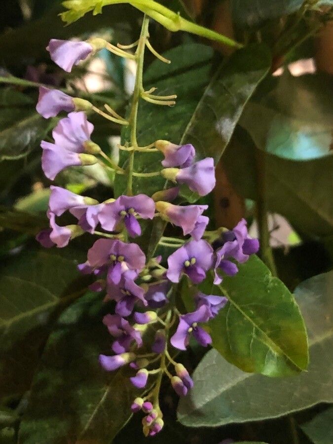 Hardenbergia comptoniana flower
