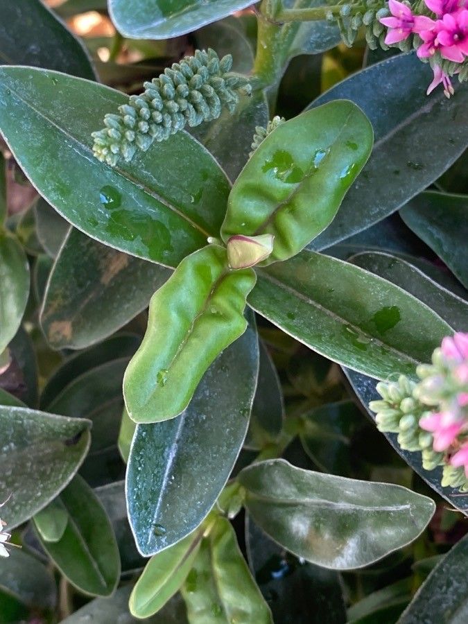 Veronica × andersonii — search result for 'Veronica'