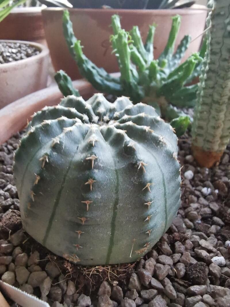 Echinocereus pulchellus — search result for 'Echinocereus'