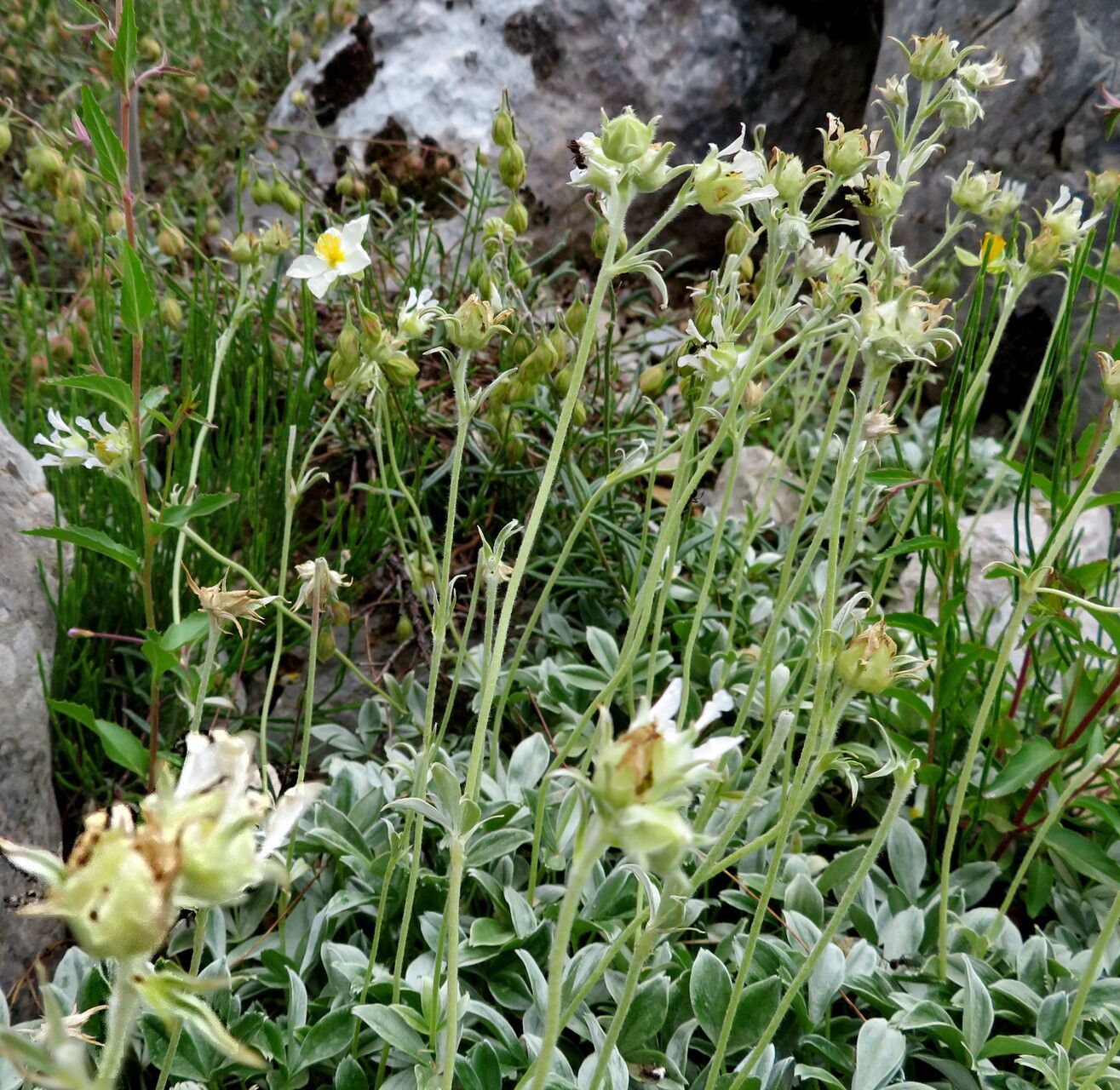 Potentilla apennina habit
