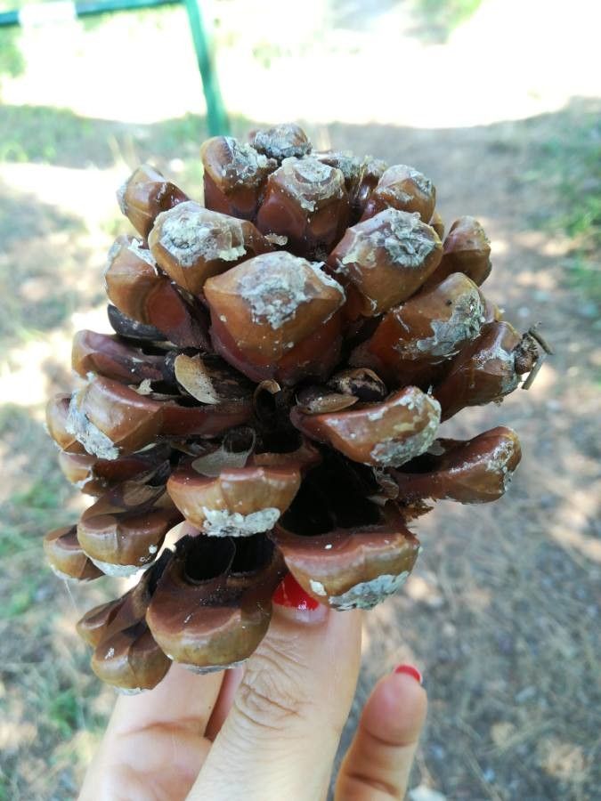 Pinus cembroides fruit