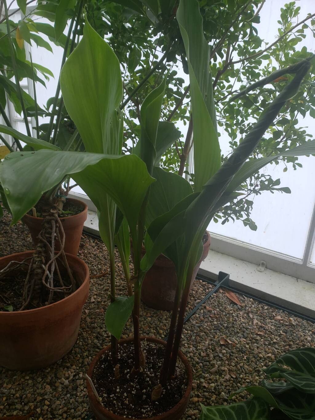 Curcuma petiolata habit