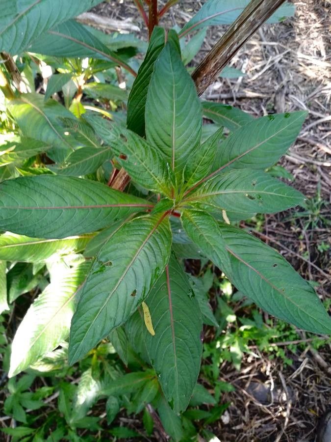 Ludwigia bonariensis leaf