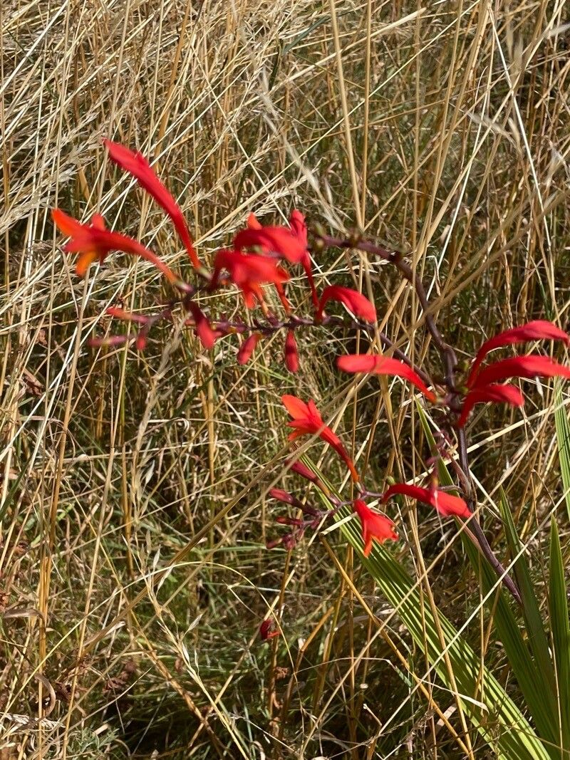 Crocosmia paniculata flower