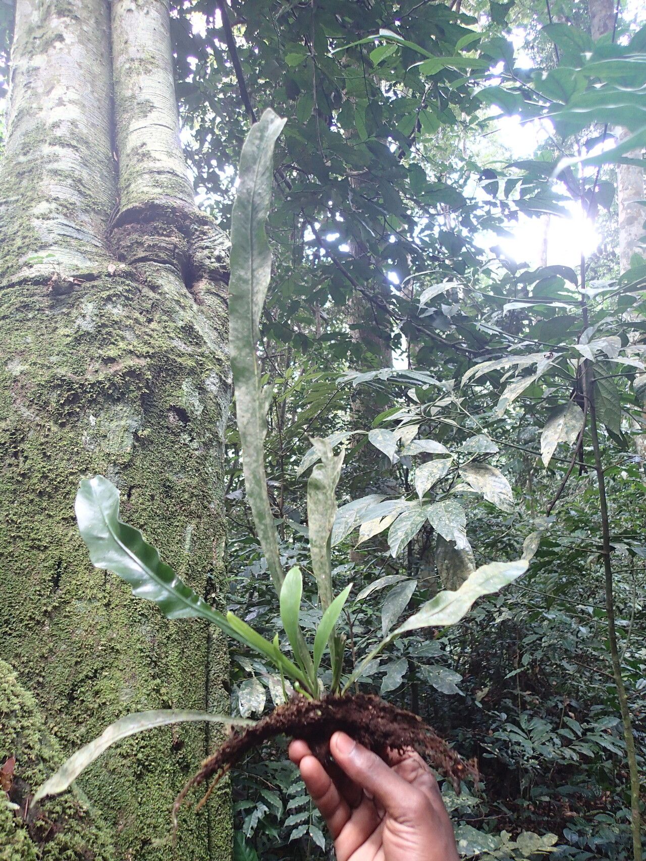 Asplenium subintegrum habit