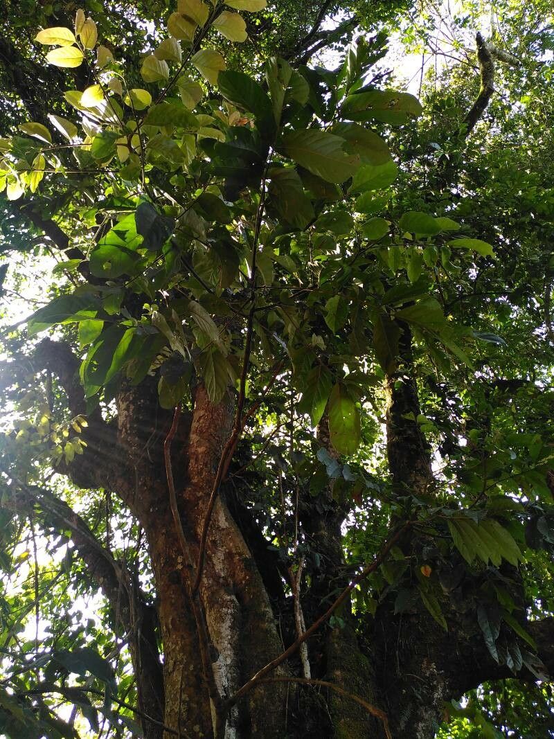 Didymocheton macranthus leaf