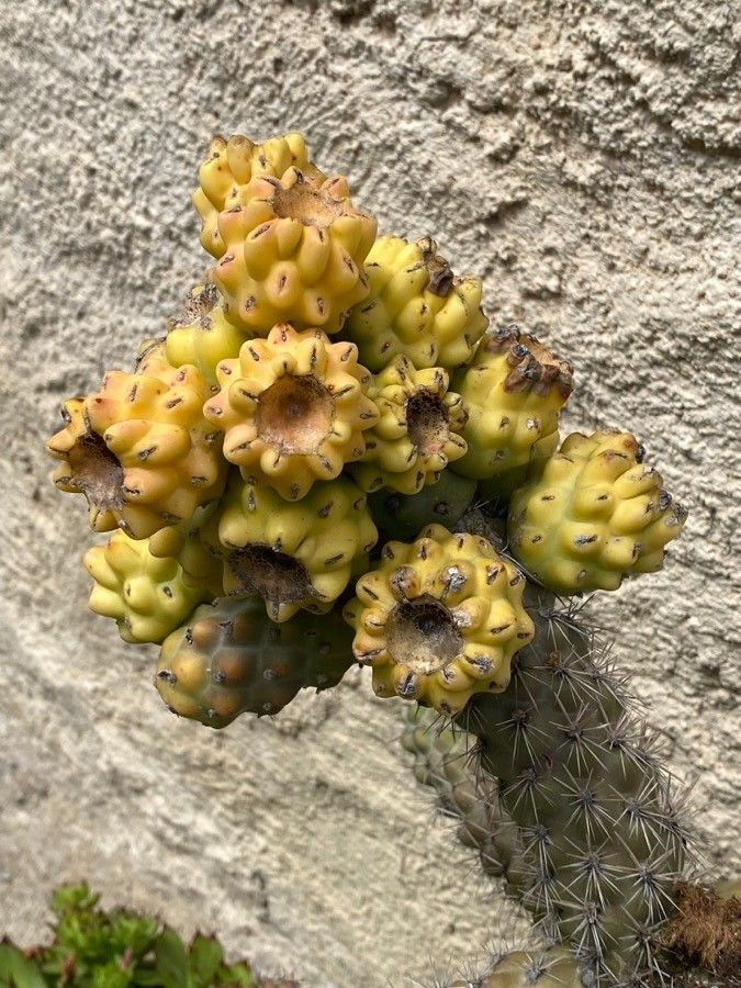 Opuntia imbricata fruit