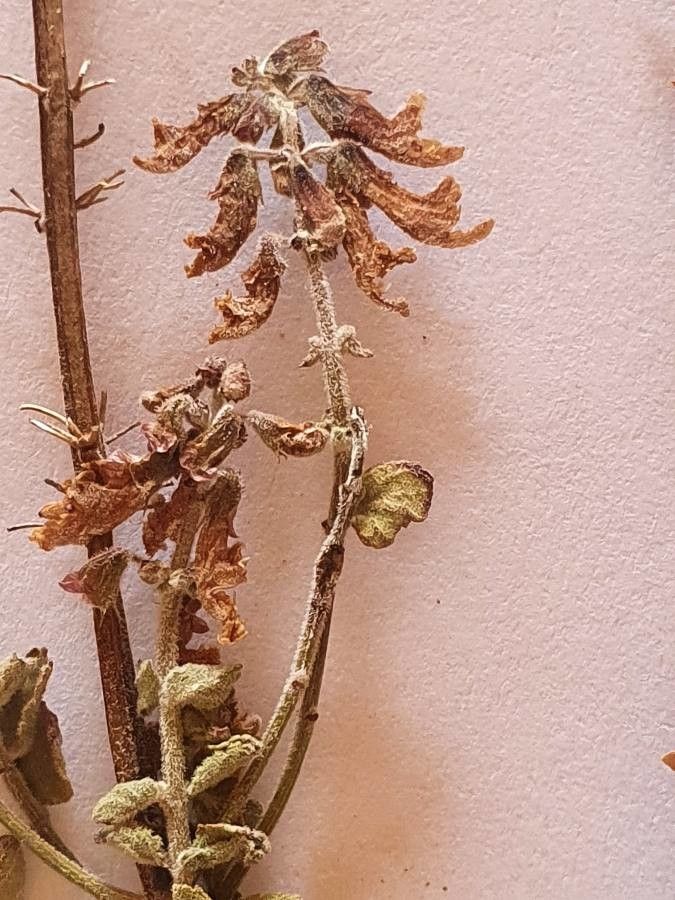 Orthosiphon pallidus flower