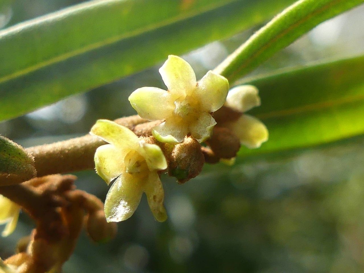 Secamone volubilis flower
