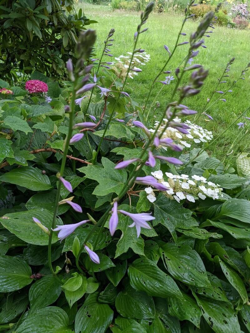 Hosta ventricosa habit
