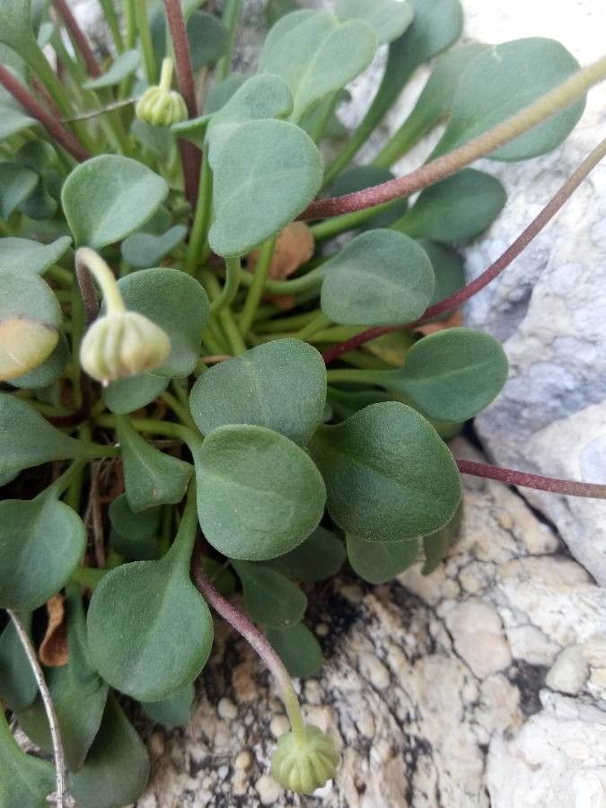 Bellium crassifolium leaf