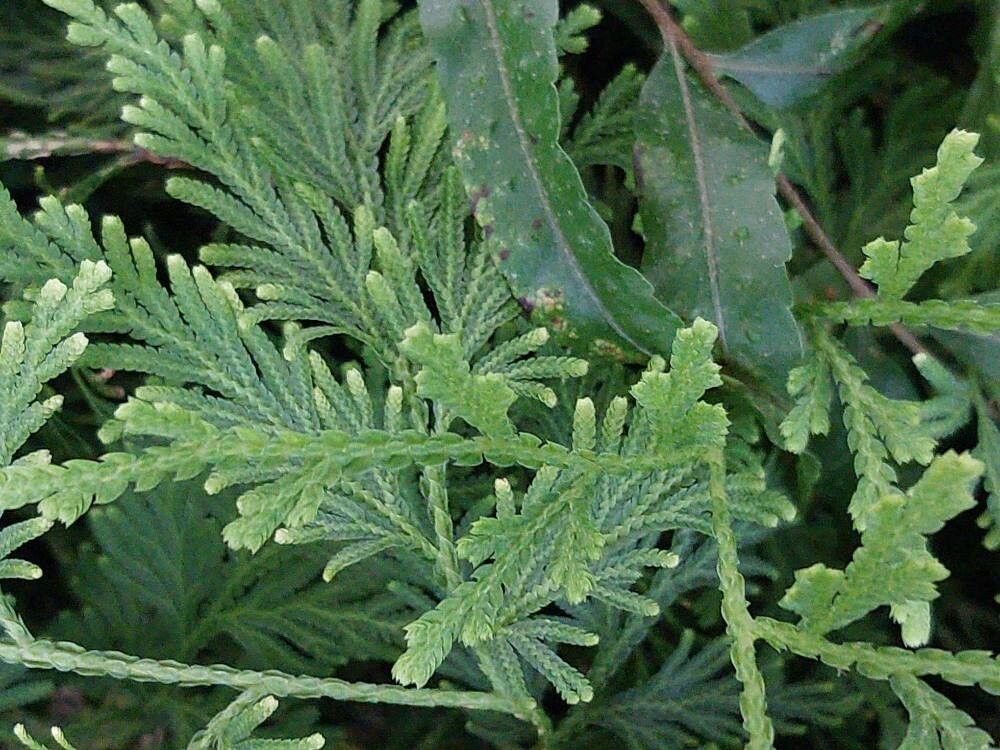 Selaginella stauntoniana leaf