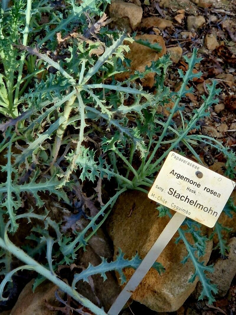 Argemone rosea other