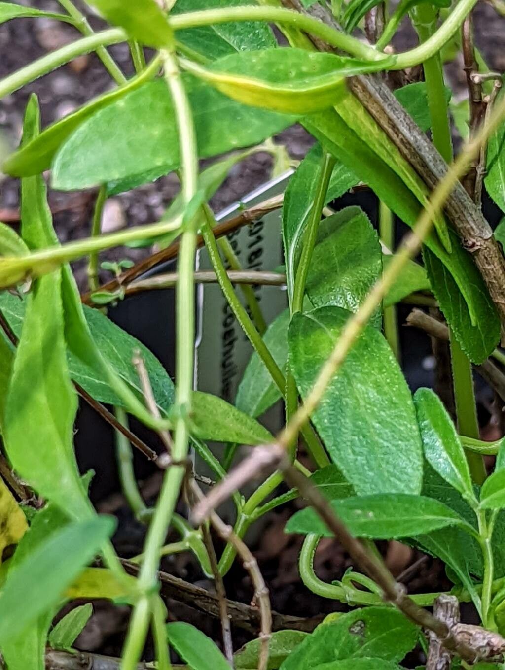 Salvia coahuilensis leaf