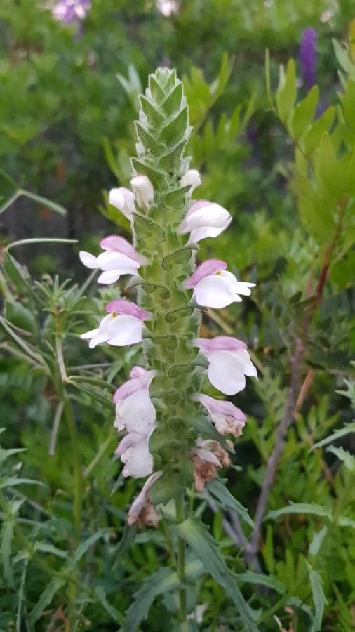 Bartsia trixago flower