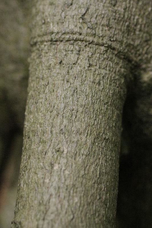 Licania micrantha other