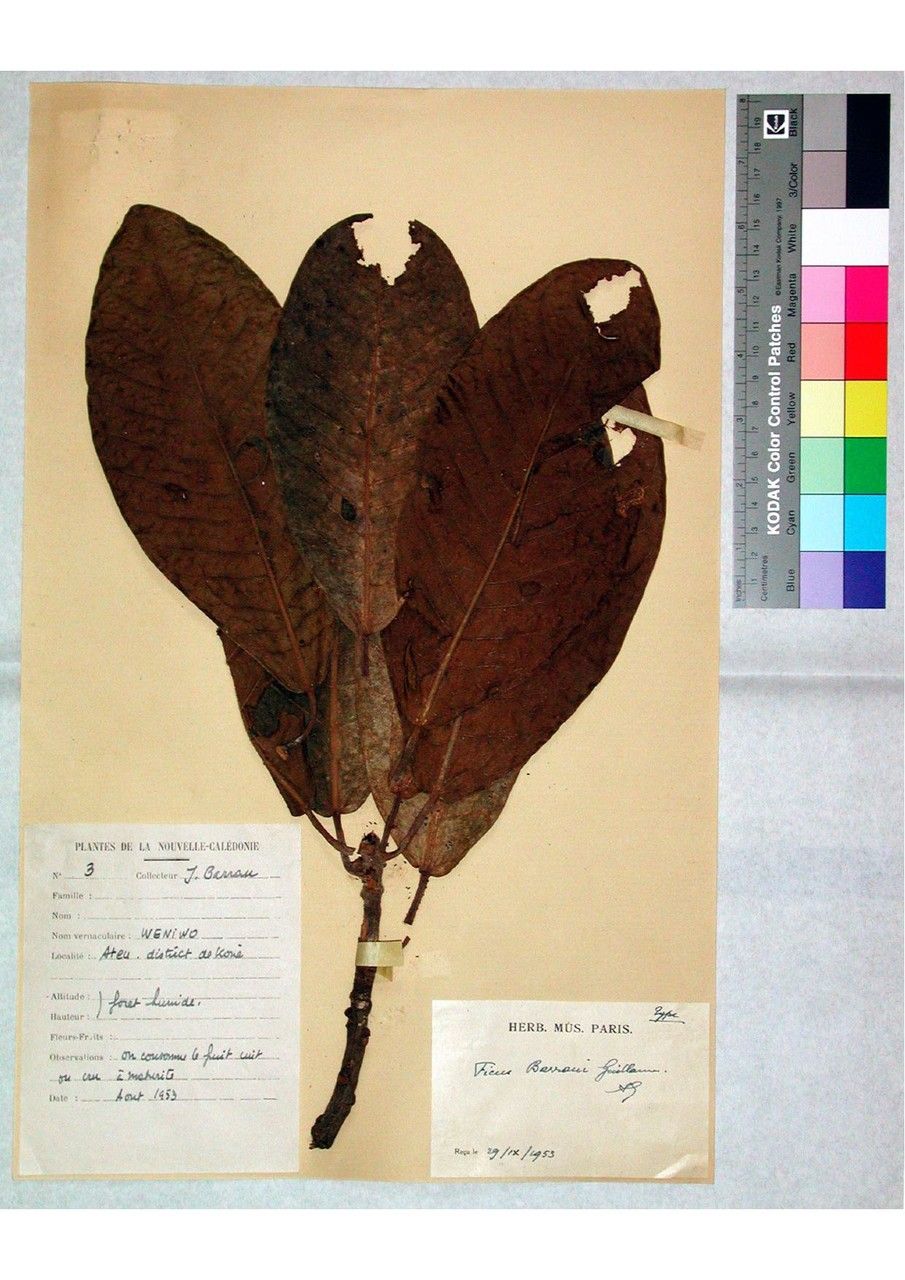 Ficus barraui — houseplant care guide