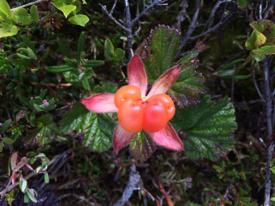 Rubus chamaemorus flower