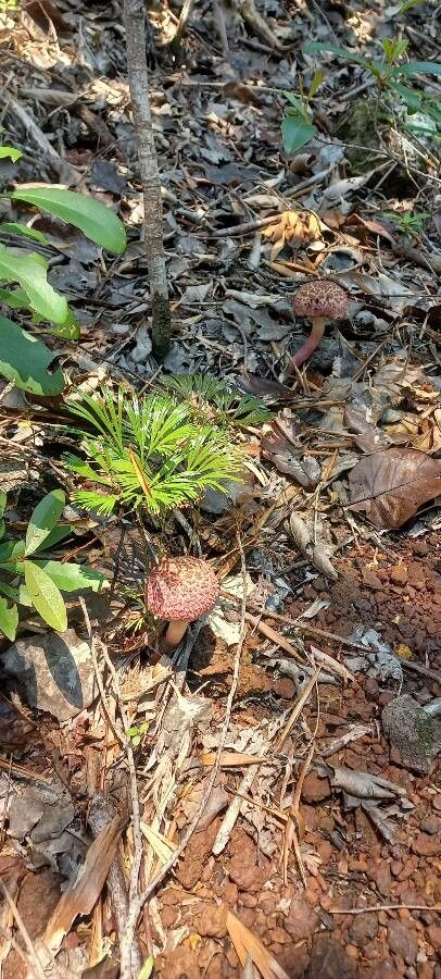 Schizaea dichotoma fruit