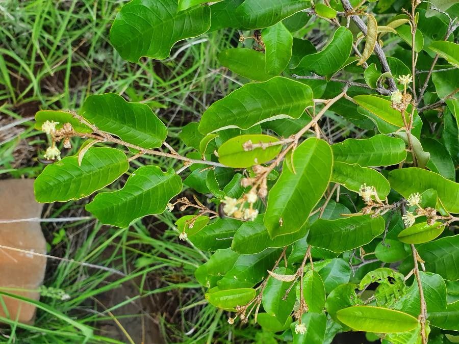 Croton dichogamus flower