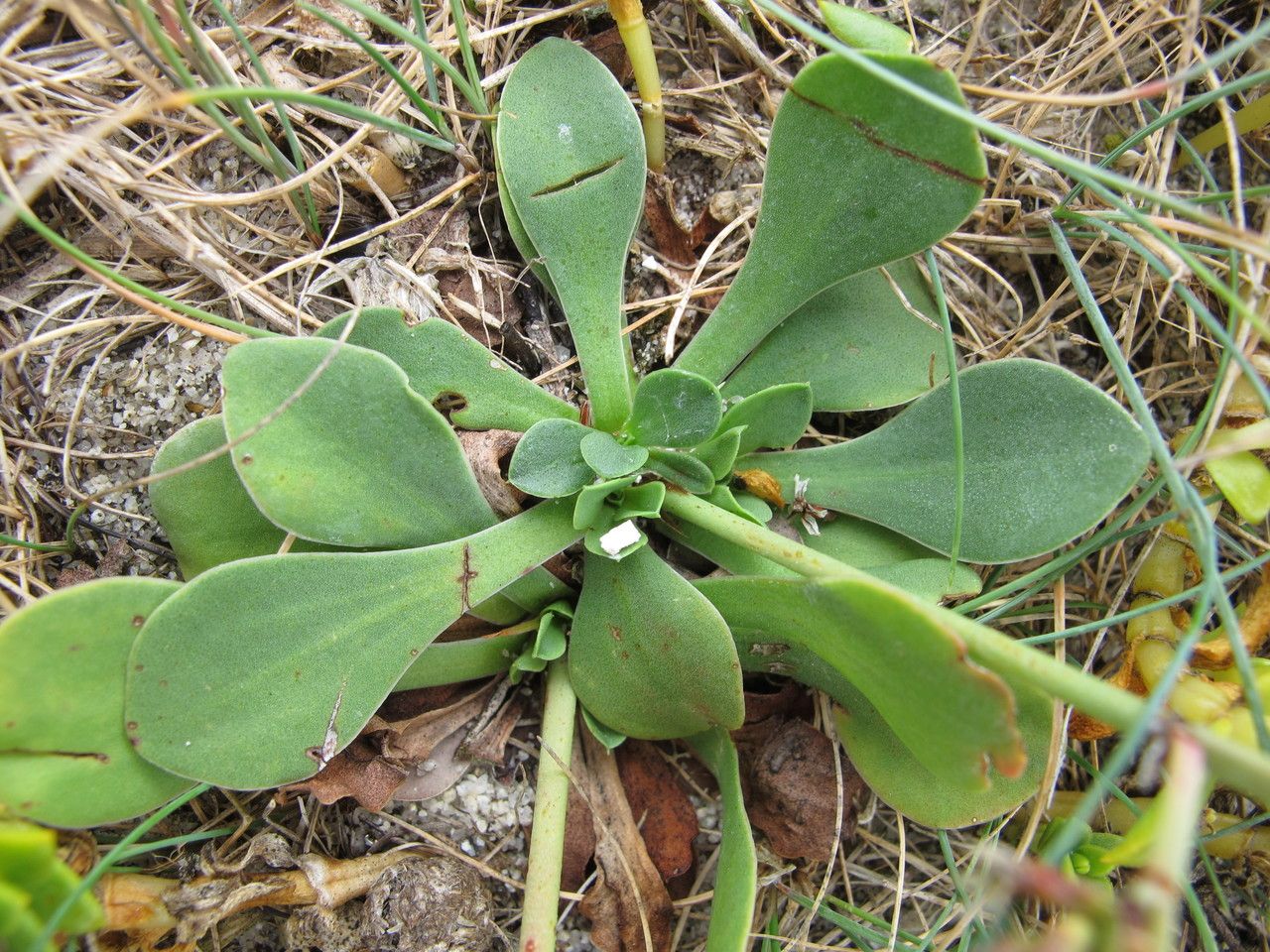Limonium dodartii habit
