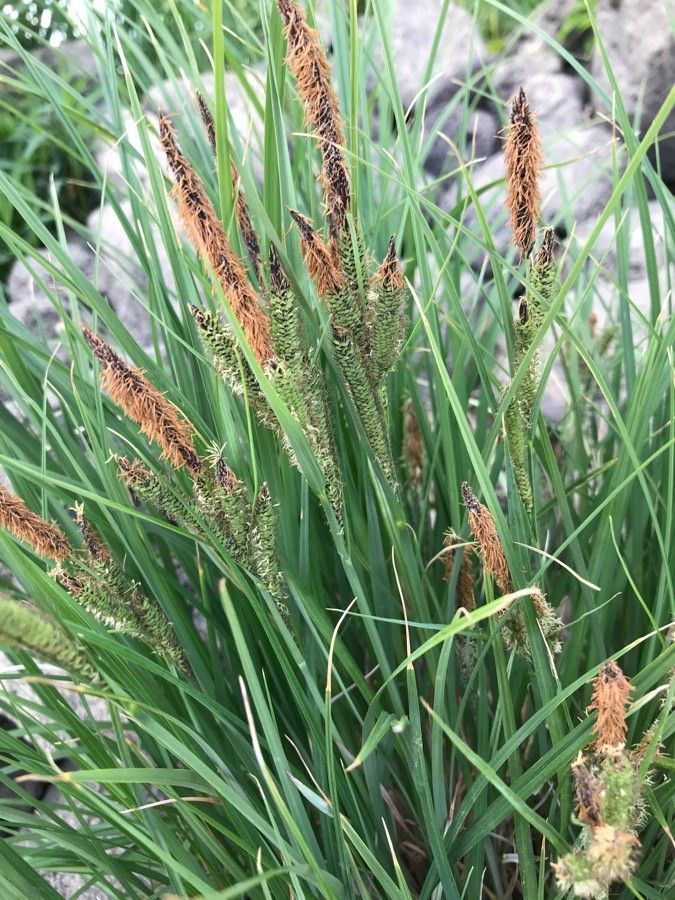 Carex stricta flower