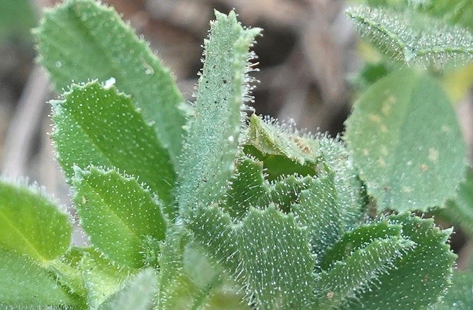 Ononis reclinata — houseplant care guide