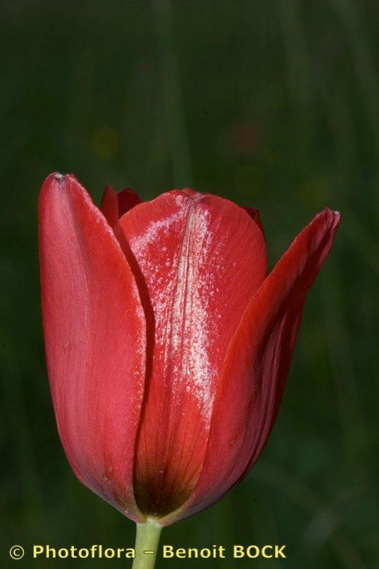 Tulipa planifolia other