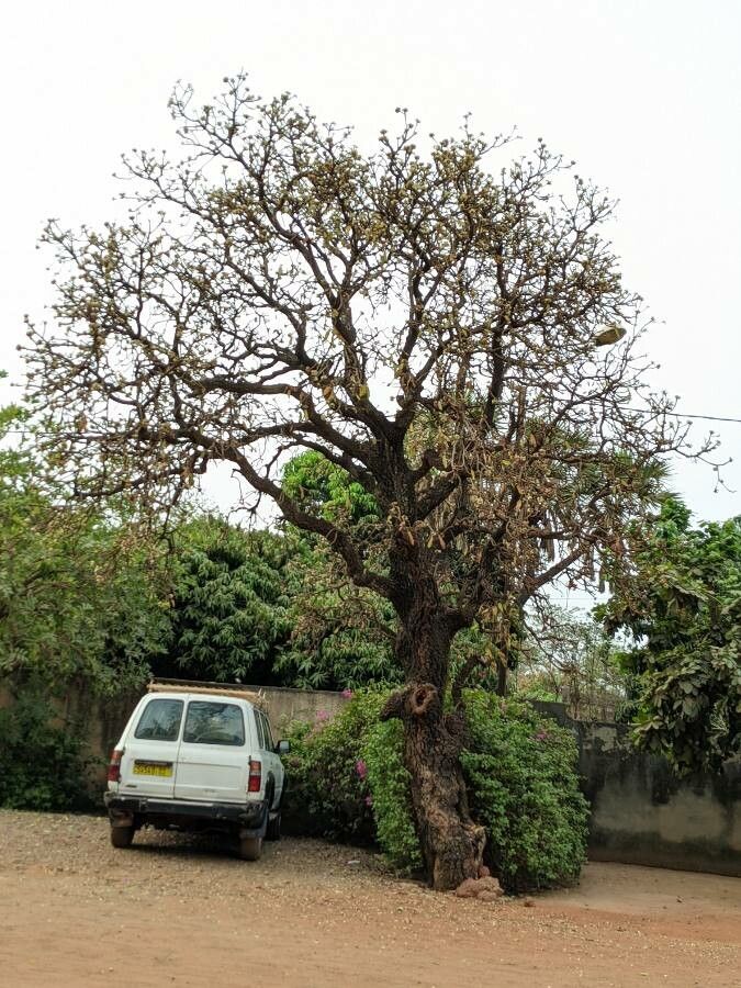 Vitellaria paradoxa habit