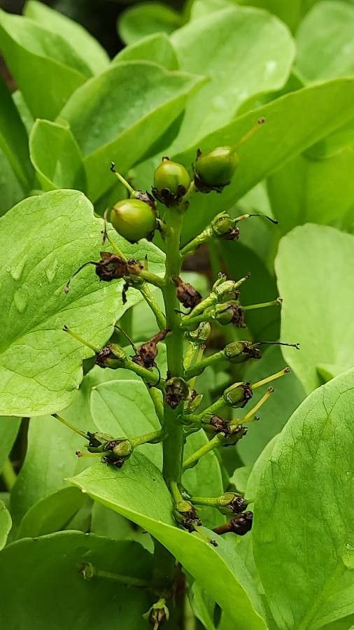 Menyanthes trifoliata fruit